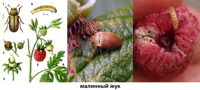 фото: малиновый жук и его личинка